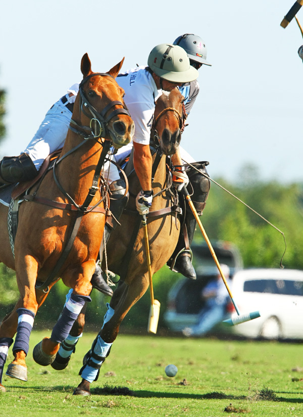 gossecreekpoloteamhawkhillpoloteampolomagazinepachecophotosgcpoloclub 7